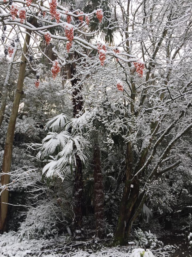 Photo of snow laden trees in the Charles S. English Botanical Garden, at Lake Washington Ship Canal and Hiram M. Chittenden Locks, Seattle.