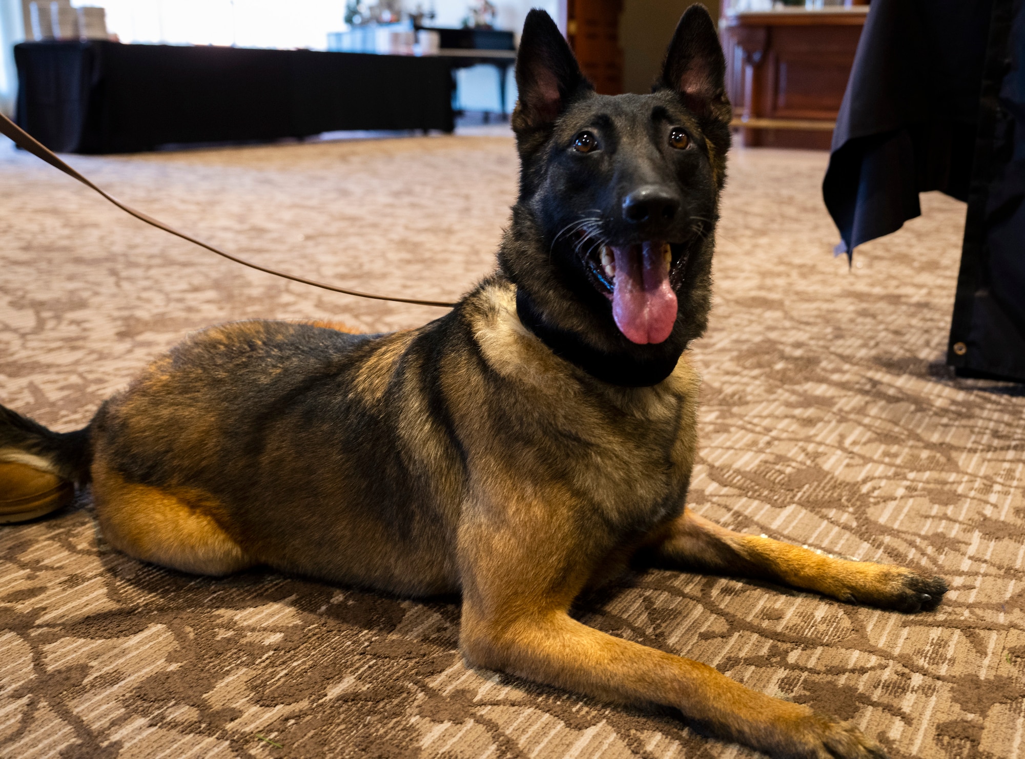 A happy looking, German Shephard type dog sitting on the floor looking up.