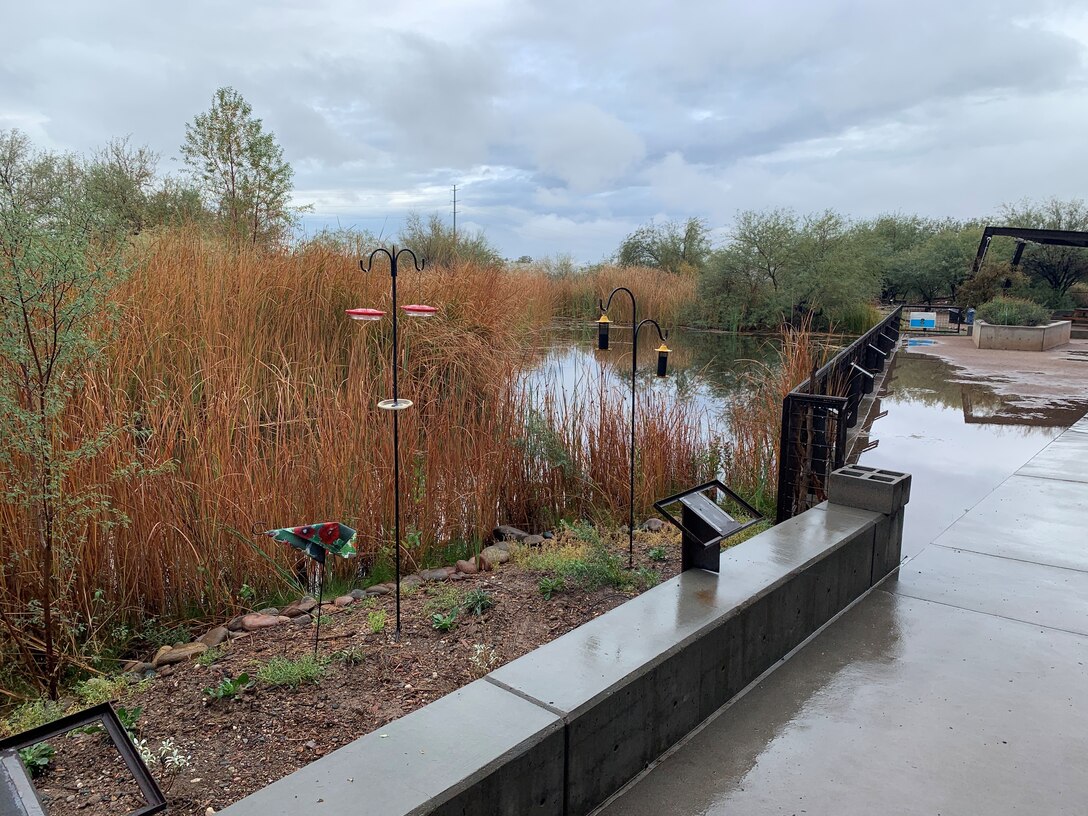 The wetland habitat along the Salt River at the Rio Salado Audubon Center Nov. 18 at the in Phoenix. The proposed Rio Salado Oeste Project will span eight miles and it will connect two existing joint City of Phoenix/USACE projects totaling nearly 19 miles in the Salt River through Phoenix.