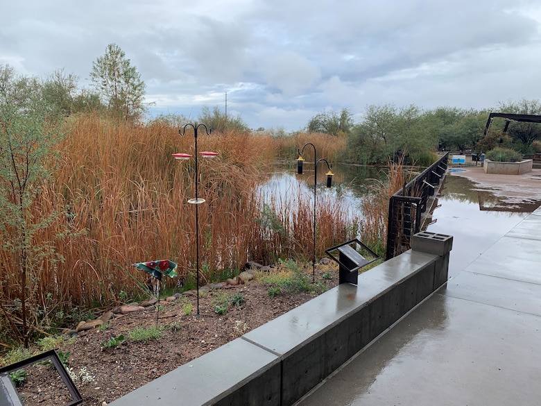 The wetland habitat along the Salt River at the Rio Salado Audubon Center Nov. 18 at the in Phoenix. The proposed Rio Salado Oeste Project will span eight miles and it will connect two existing joint City of Phoenix/USACE projects totaling nearly 19 miles in the Salt River through Phoenix.
