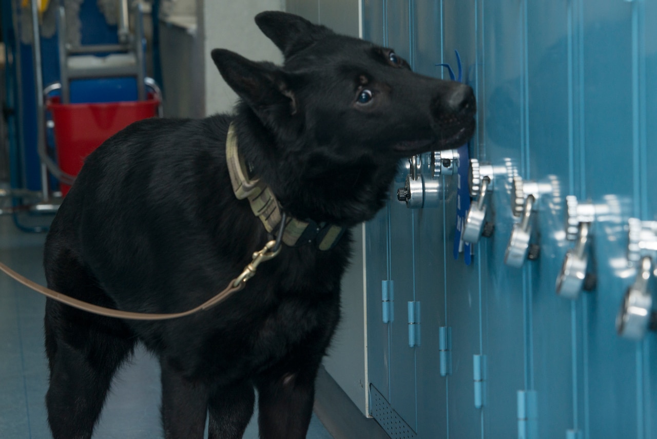 A dog sniffs a locker.