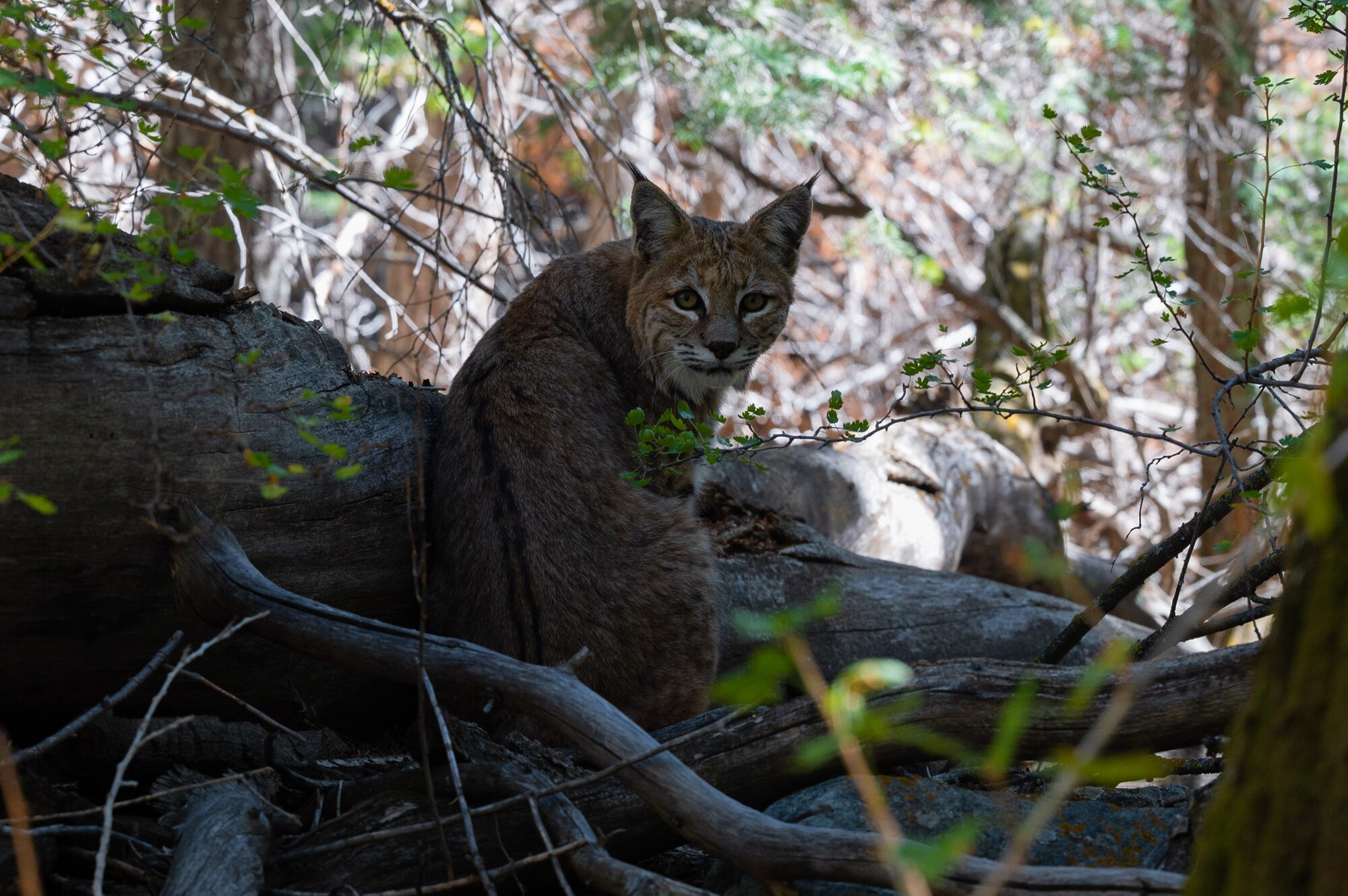 A bobcat sits on the side of Mosca Pass Trail.