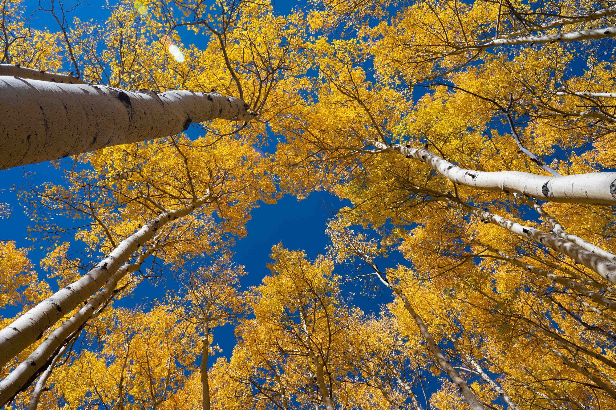 Aspen trees rise of Lily Pond Lake Trail.