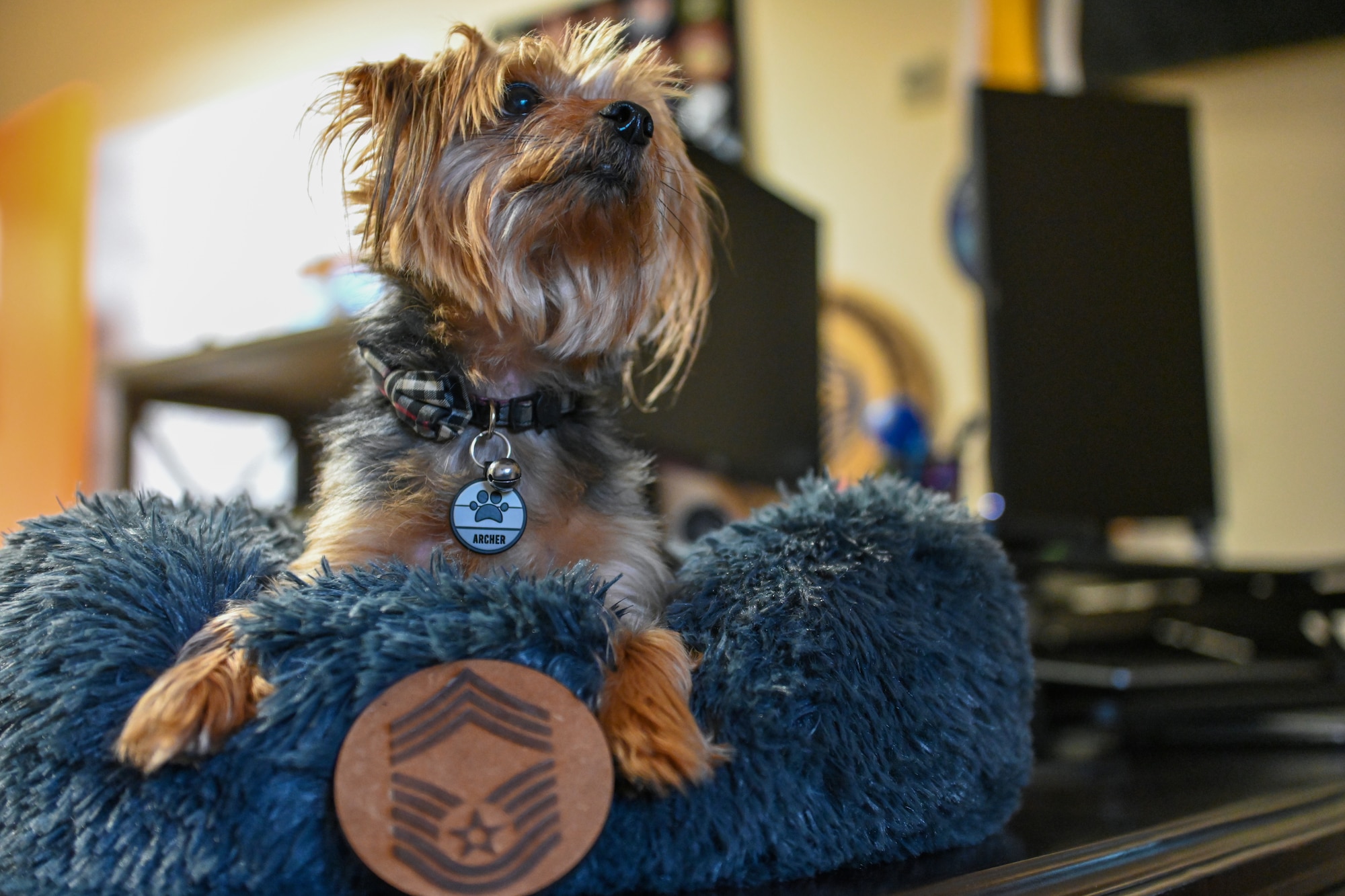 A small dog rests on a pillow on top of a desk.