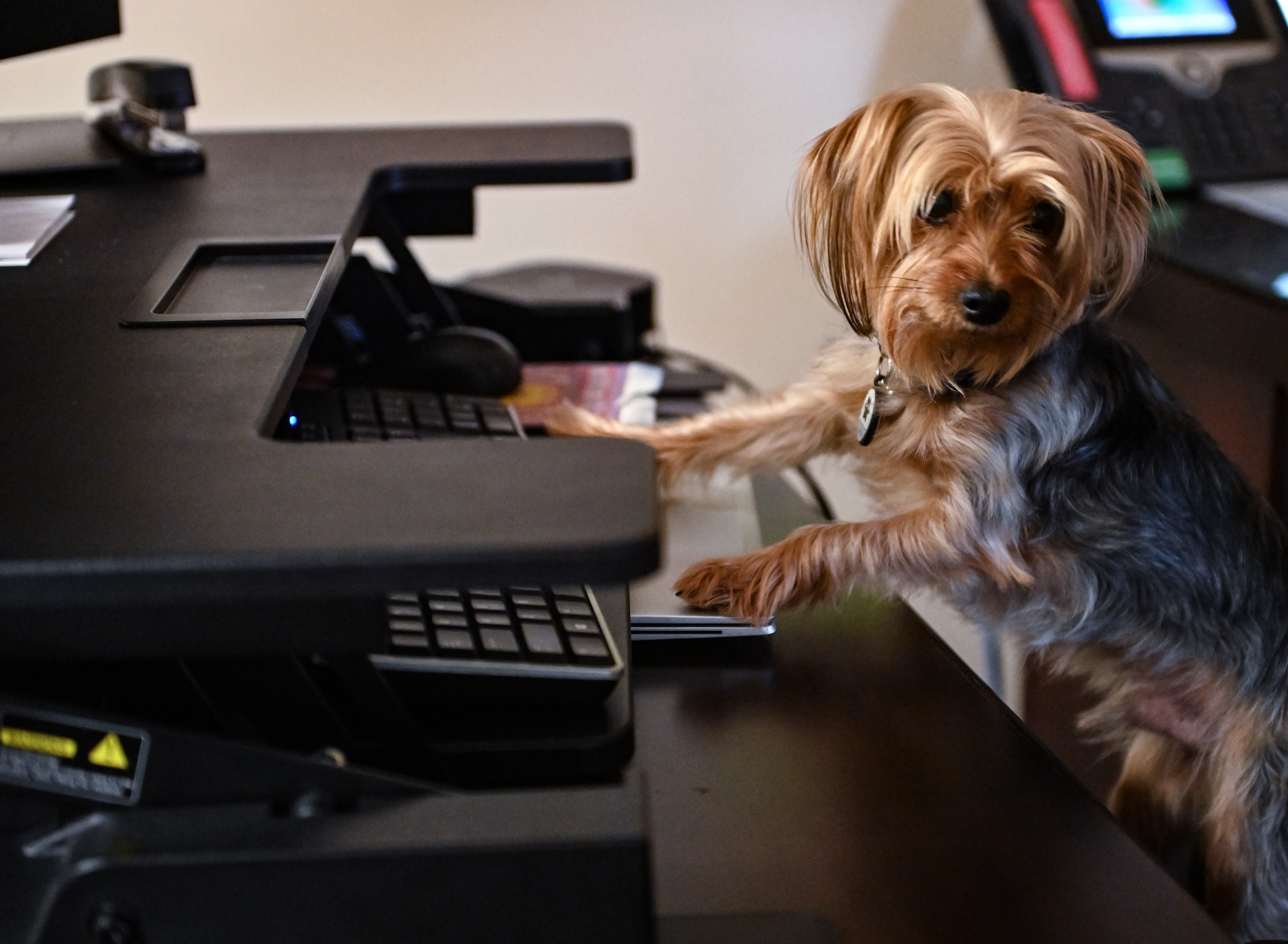 A small dog rests its paws on an office desk.