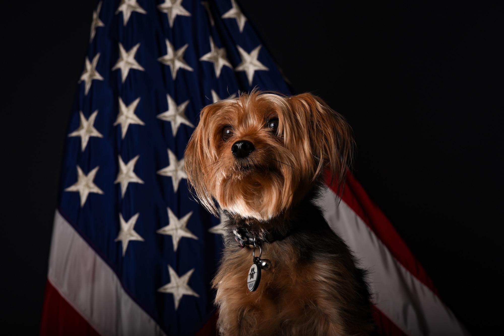 A small dog sits in front of an American flag.