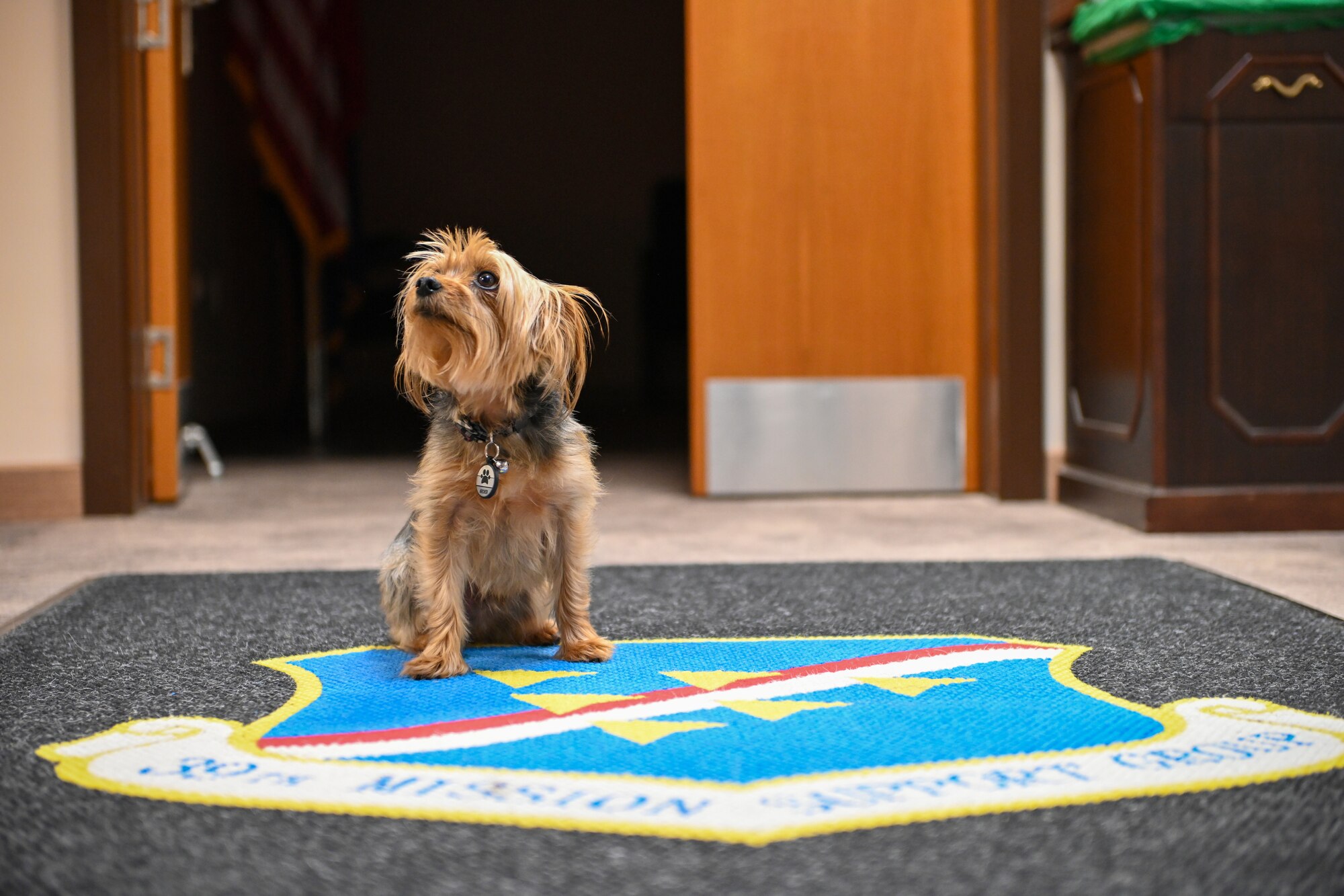 A small dog sits on a rug depicting the 39th Air Base Wing shield.