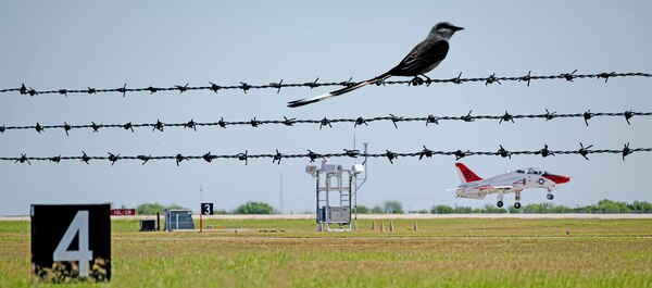 A scissor-tailed flycatcher sits on the barrier fence Naval Air Station Kingsville, Texas, in November 2022. NAS Kingsville is located in the Central Flyway, a major migratory path for hundreds of species of birds.