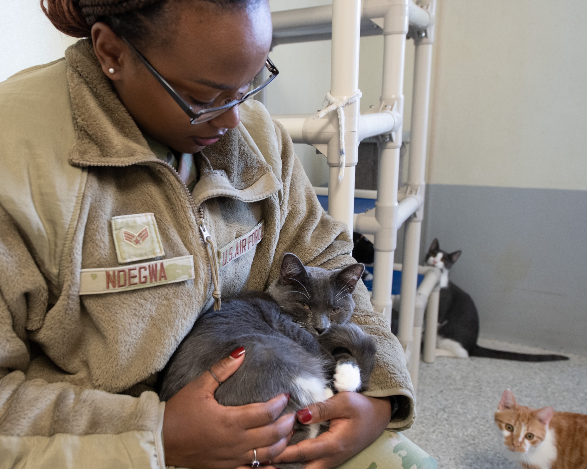 An Airman cradles a cat inside a cat welfare shelter.