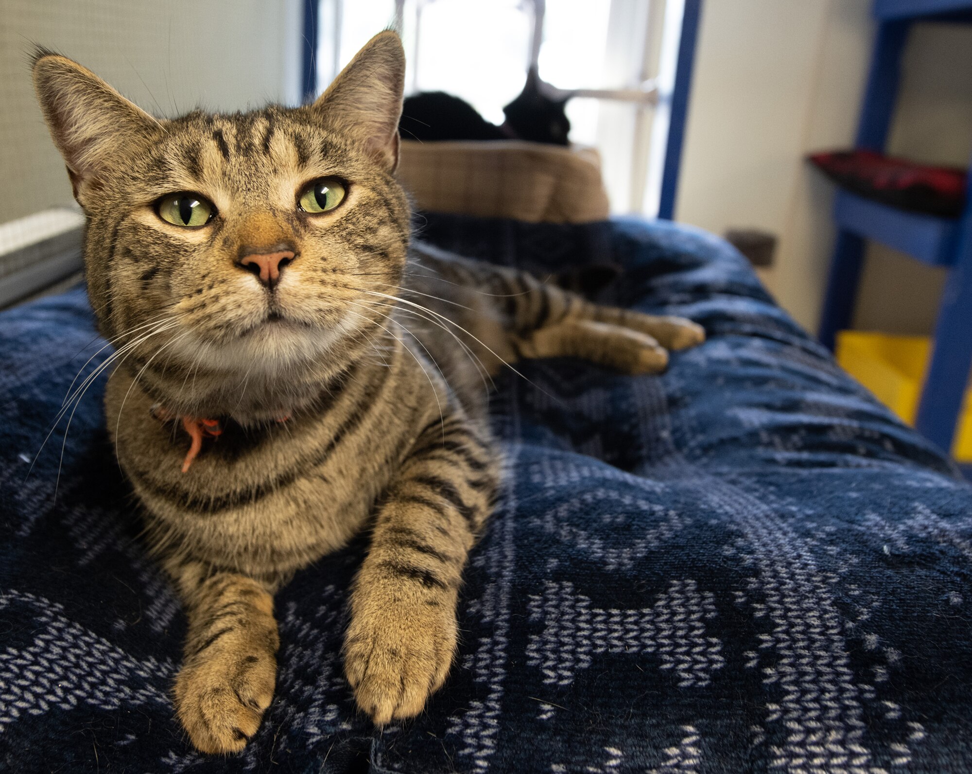 A tabby cat looks up at the viewer while laying comfortably on a blue pattern cushion.
