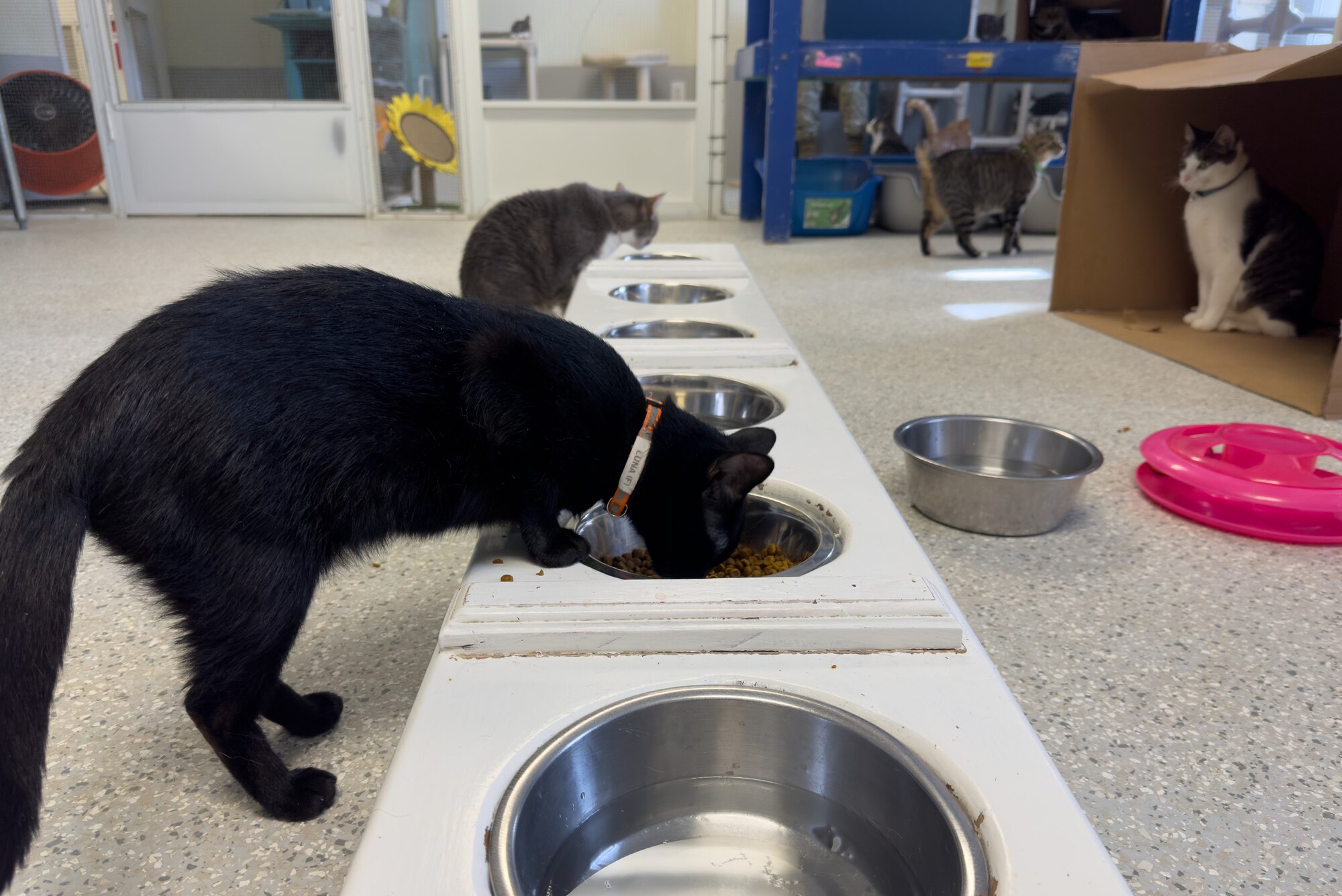 A black cat drinks from a row of water bowls in a pet shelter room with other cats. Another cat hides out in a box, while another casually walks by the box.