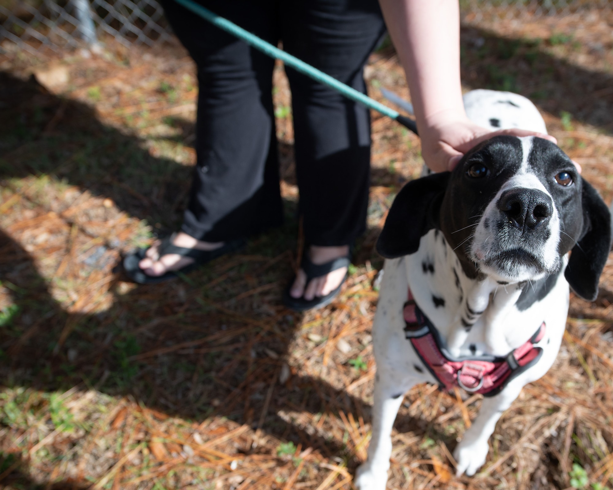 A mixed breed, part-dalmation dog looks up at the viewer.