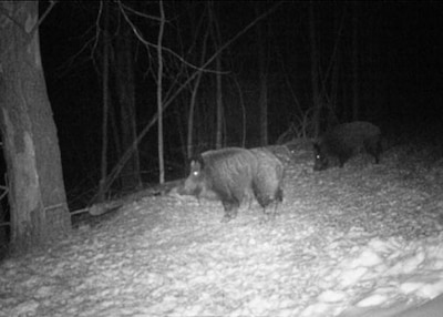 B&W image of two dark harry feral swine standing in a small clearing in a wood. image was taken at night. one pig appears to have its head down eating while the other has it's head up looking to the left side of the photo.