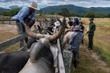 During this engagement, the vet team inoculated and dewormed over 90 cattle - helping improve and increase the food stability in the region.