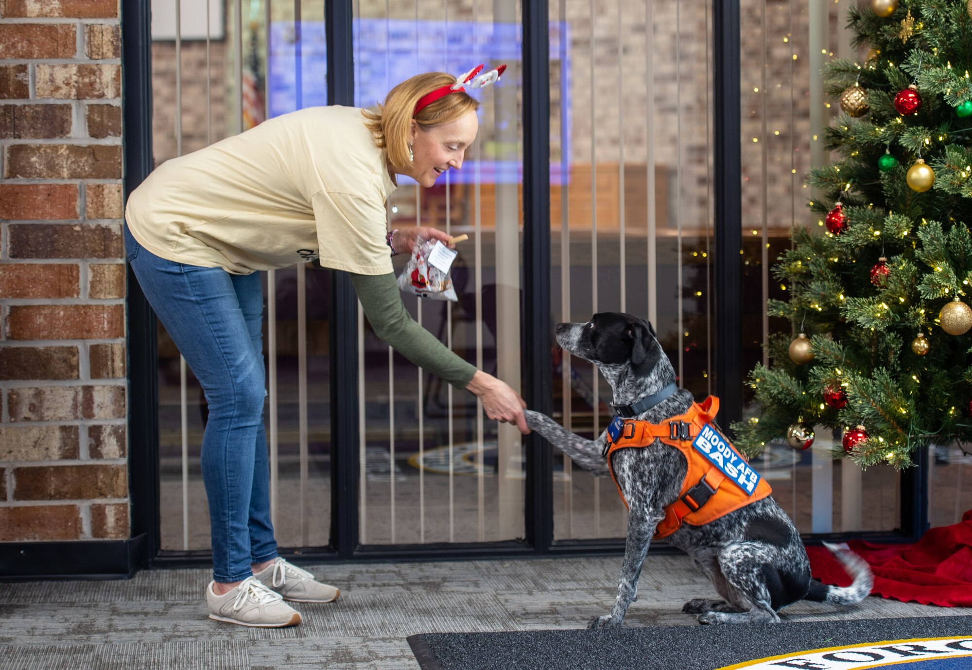 Dale Gallagher, military spouse, shakes hands with  service dog Teal at Moody Air Force Base, Georgia, Dec. 11, 2023. During the annual cookie drive volunteers also donated dog treats. (U.S. Air Force photo by Airman Cade Ellis)