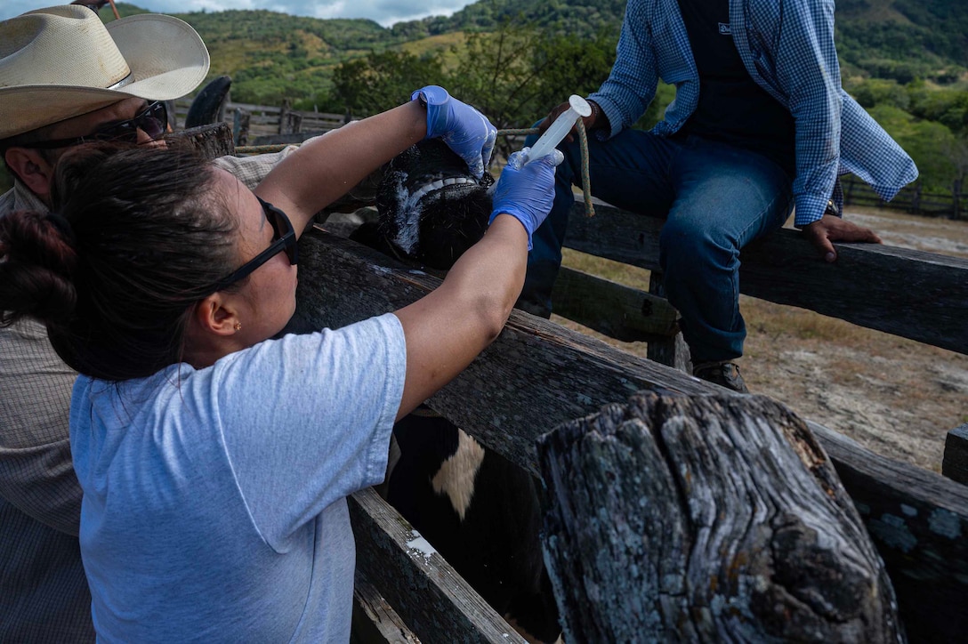 A service member injects a cow on a ranch as two other people watch.