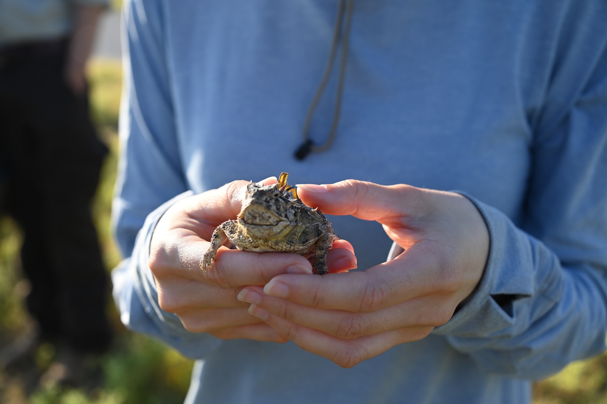 Dana Rose, Air Force Civil Engineer Center natural resources intern, holds a Texas horned lizard at Altus Air Force Base, Oklahoma, Sept. 9, 2023. The 97th Civil Engineer Squadron’s environmental element tracks these lizards to monitor their diet, population, health and more. (U.S. Air Force photo by Airman 1st Class Kari Degraffenreed)