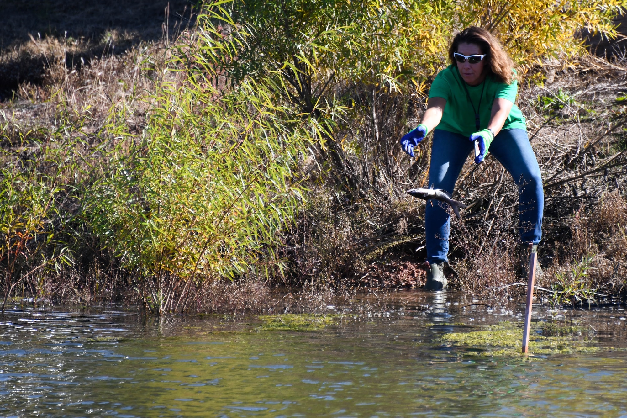 Lori Stevens, 97th Civil Engineer Squadron environmental program manager, throws a catfish into a pond after tagging it at Altus Air Force Base, Oklahoma, Nov. 8, 2023. passive integrated transponders are used during the tagging process in order to track their growth of the fish and the health of their environment. (U.S. Air Force photo by Senior Airman Miyah Gray)