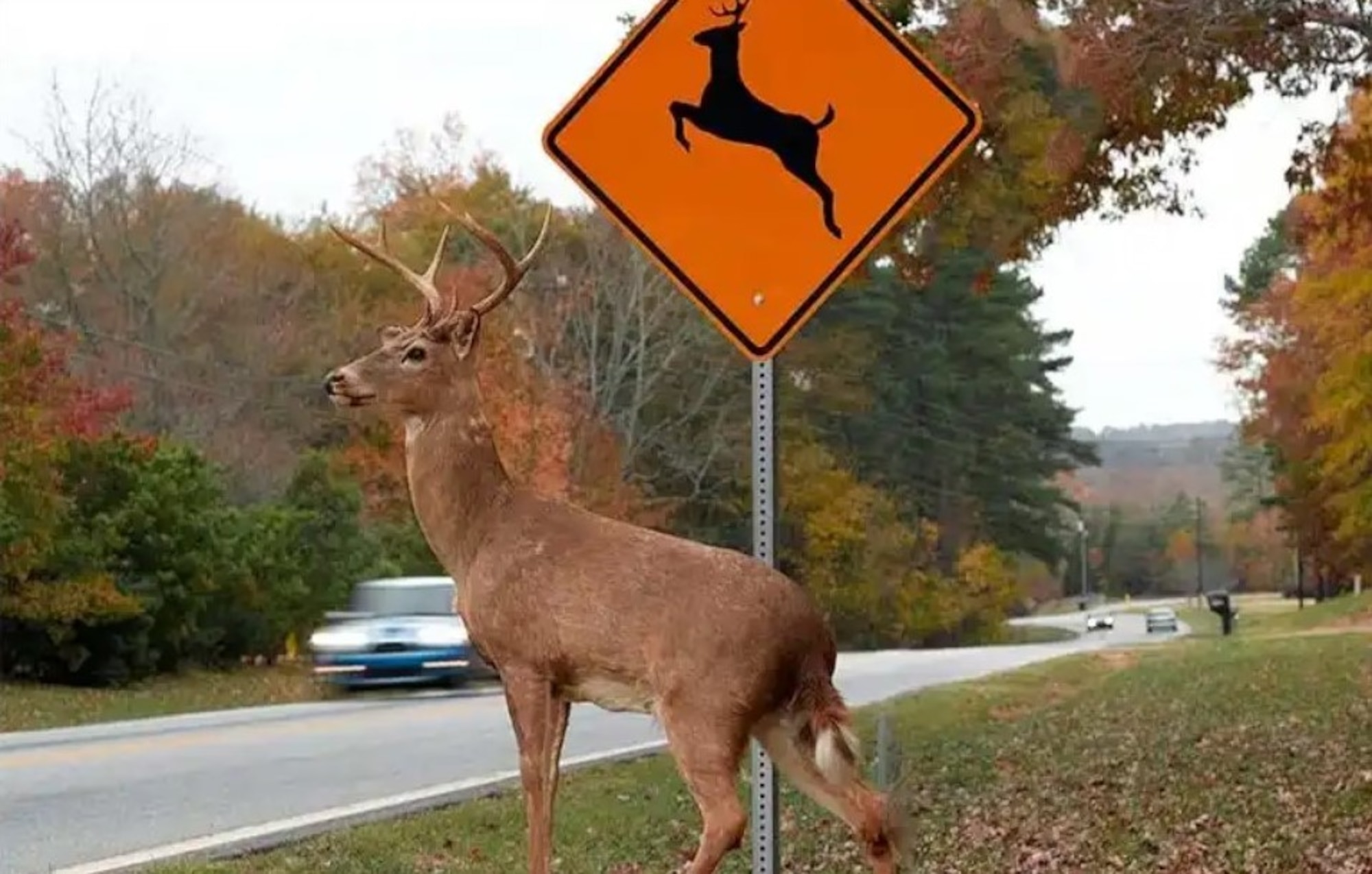 Nearly 1.5 million deer-related accidents happen every year, according to the National Highway Traffic Safety Administration. Never swerve your vehicle when a deer crosses in front of you. This is the leading cause of injuries and deaths for deer-related accidents, NHTSA officials said.