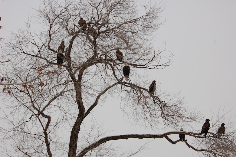 Ten Bald Eagles in a tree at The Dalles Dam.