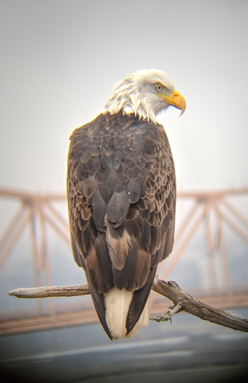 Bald Eagle with The Dalles Dam Bridge in the background.