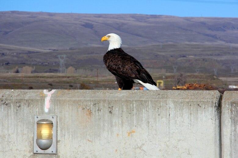 Bald Eagle on top of The Dalles Dam.