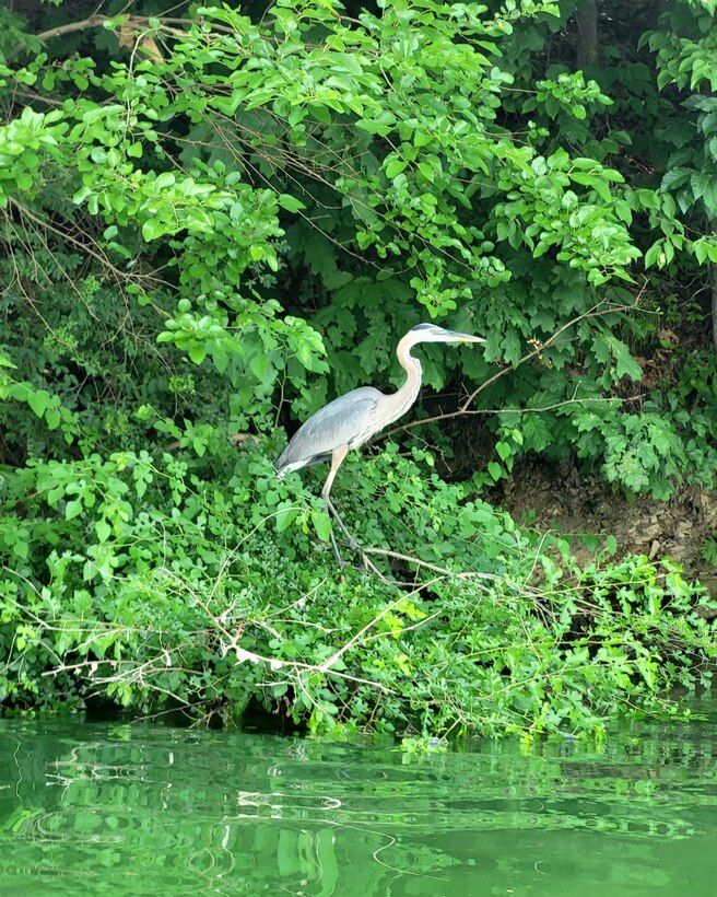 From headwaters to tailwaters, the Great Blue Heron is a com-mon sight at all of the Northern Area Dam & Reservoir Projects. Look for them along stream edges and shorelines as they hunt for small fish and amphibians.