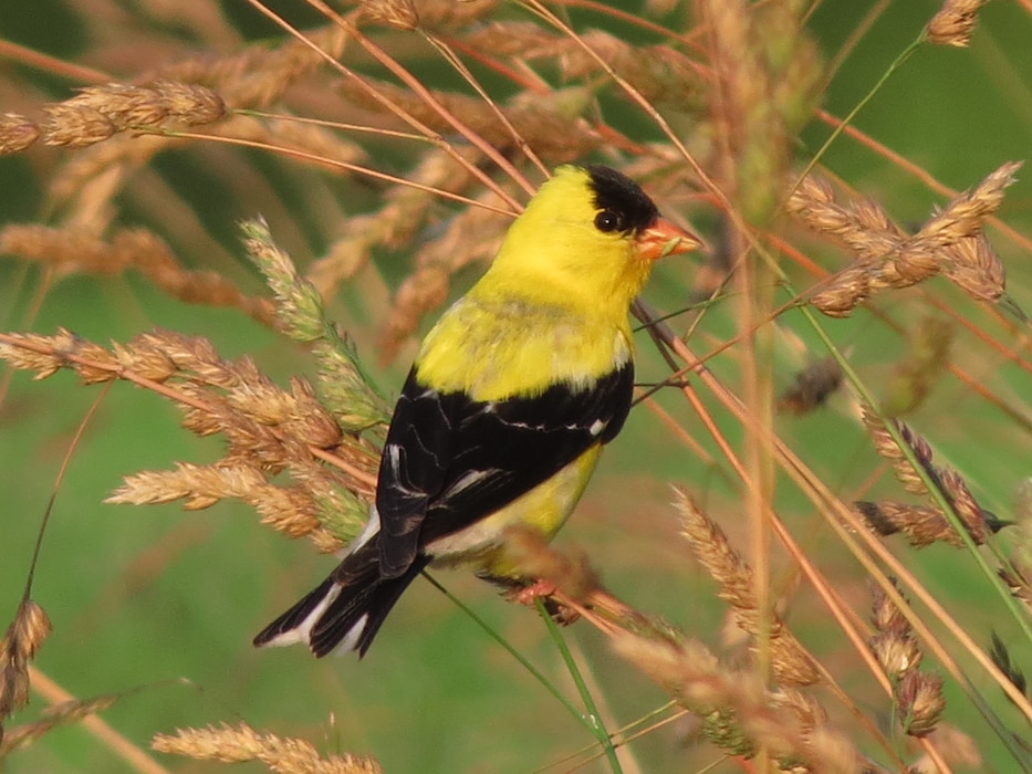 The male American Goldfinch boasts brilliant yellow color against its black feathers. Gold-finches exclusively eat seeds. Prompton Dam staff foster grass-land and wildflower habitats that provide plentiful food resources for a variety of bird species.