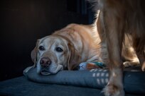 two yellow labrador retriever dogs are in a large cage with its door open. One dog is laying on a grey mat