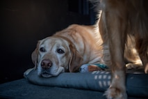 two yellow labrador retriever dogs are in a large cage with its door open. One dog is laying on a grey mat