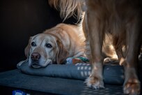 two yellow labrador retriever dogs are in a large cage with its door open. One dog is laying on a grey mat