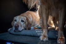 two yellow labrador retriever dogs are in a large cage with its door open. One dog is laying on a grey mat