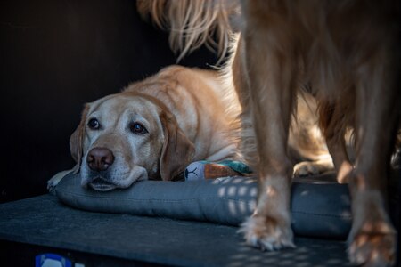 two yellow labrador retriever dogs are in a large cage with its door open. One dog is laying on a grey mat