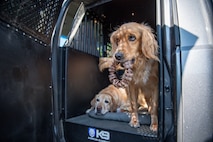 two yellow labrador retriever dogs are in a large cage with its door open. One dog has a large chew toy in its mouth.