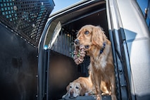 two yellow labrador retriever dogs are in a large cage with its door open. One dog has a large chew toy in its mouth.