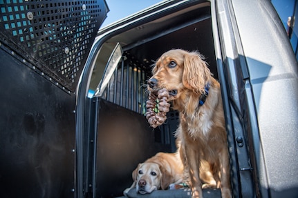 two yellow labrador retriever dogs are in a large cage with its door open. One dog has a large chew toy in its mouth.