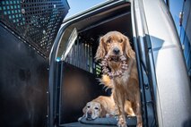 Two yellow labrador retriever dogs are in a large cage with its door open. One dog has a large chew toy in its mouth.