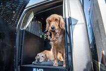 two yellow labrador retriever dogs are in a large cage with its door open. One dog has a large chew toy in its mouth.