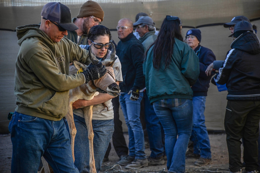 A Sonoran pronghorn is captured for processing during the annual capture and release at the Cabeza Prieta National Wildlife Refuge captive breeding pen, Dec. 12, 2023.