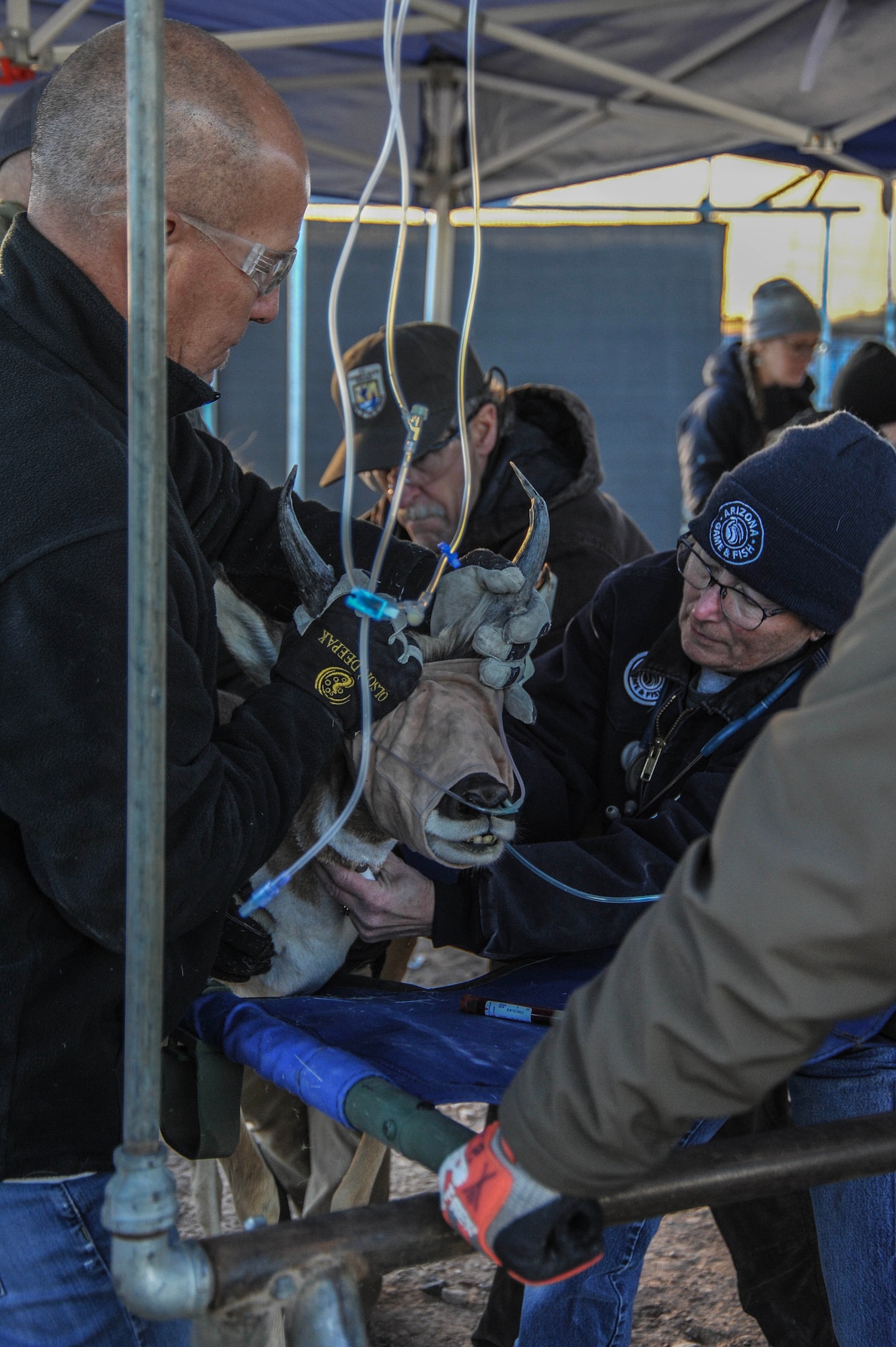 A Sonoran pronghorn from the captive breeding pen on the Cabeza Prieta National Wildlife Refuge is caught and examined by a veterinarian during the annual capture and release, Dec. 12, 2023.