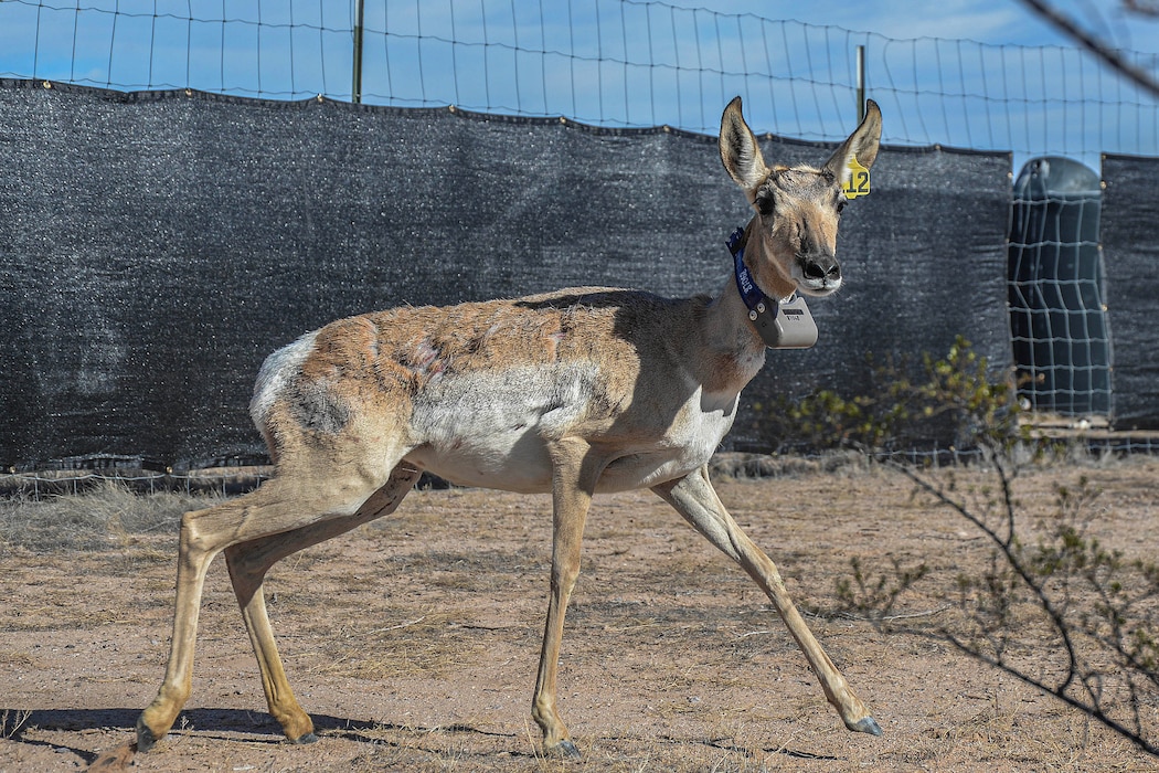 A Sonoran pronghorn doe is transferred from the Cabeza Prieta National Wildlife Refuge captive breeding pen and released into a holding pen on the Barry M. Goldwater Range East on Dec. 12, 2023.