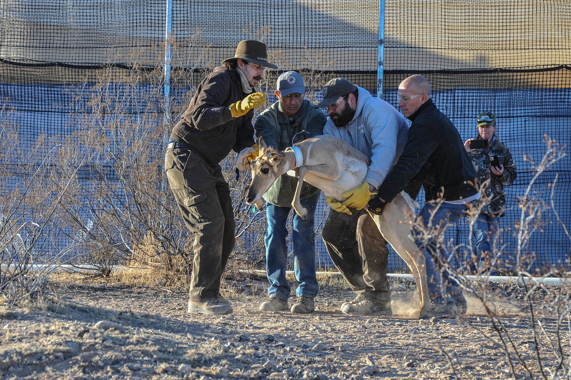 A Sonoran pronghorn is released back into the Cabeza Prieta National Wildlife Refuge captive breeding pen after being processed during the annual capture and release, Dec. 12, 2023.