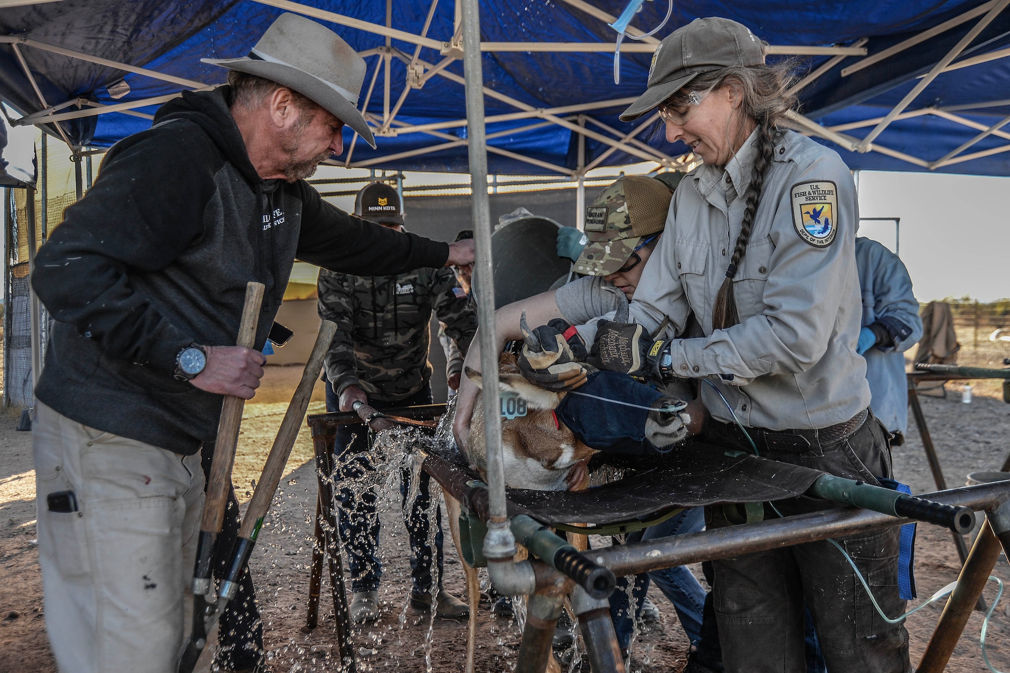 A Sonoran pronghorn from the captive breeding pen on the Cabeza Prieta National Wildlife Refuge is caught and examined by a veterinarian during the annual capture and release on Dec. 12, 2023.