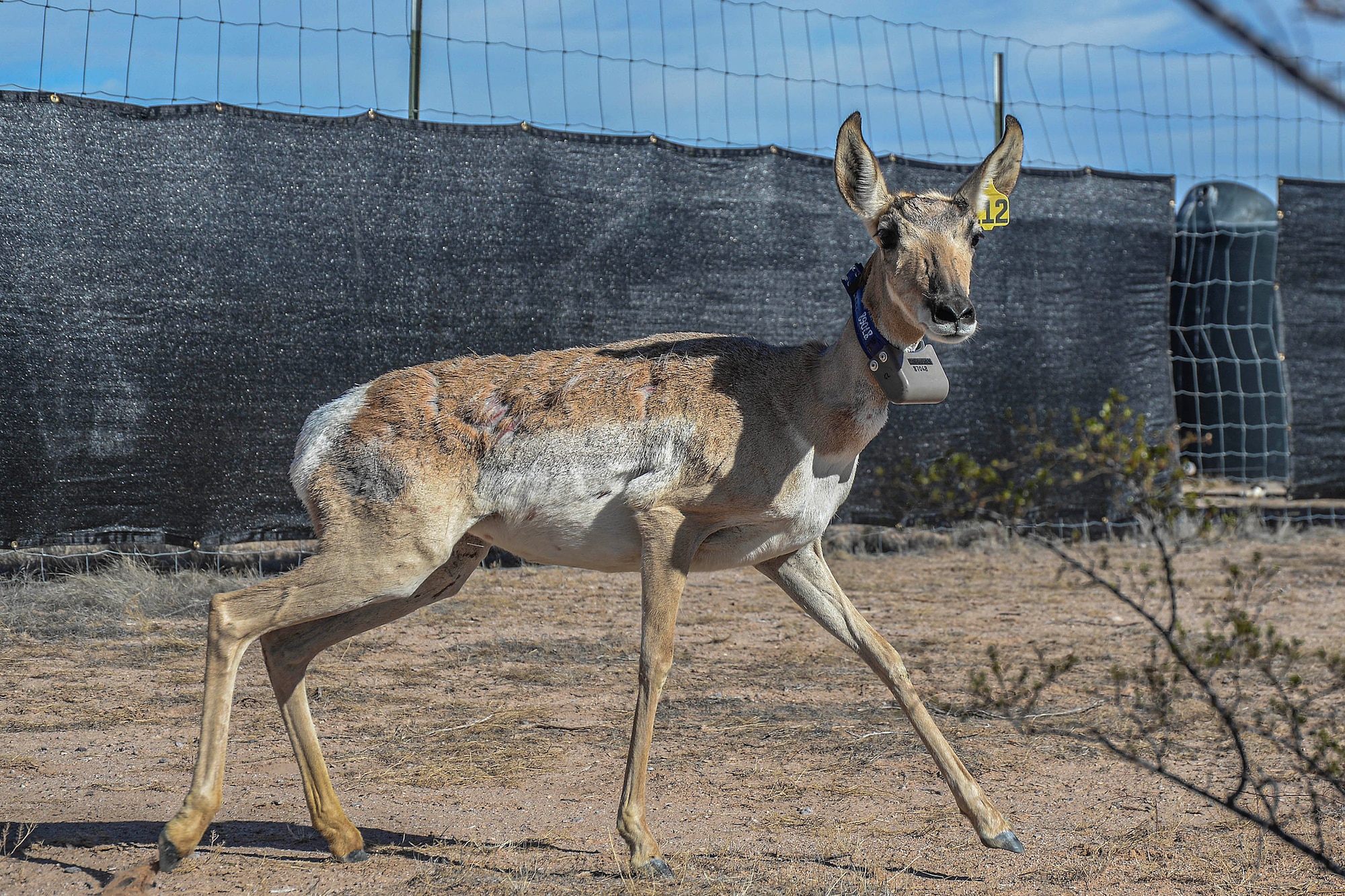 A Sonoran pronghorn doe is transferred from the Cabeza Prieta National Wildlife Refuge captive breeding pen and released into a holding pen on the Barry M. Goldwater Range East on Dec. 12, 2023.