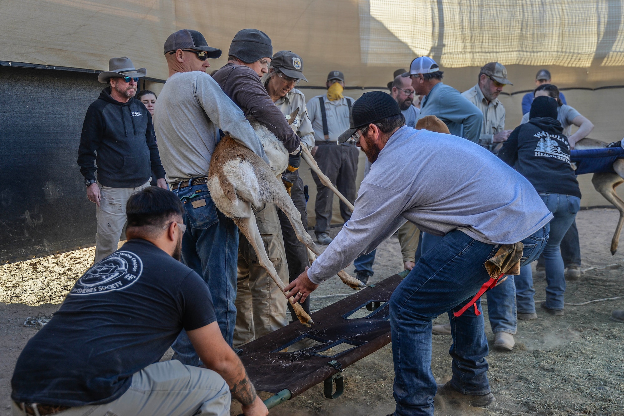 Members of the Pronghorn Recovery Team work together to gather and process the Sonoran pronghorn during the annual capture and release at the Cabeza Prieta National Wildlife Refuge breeding pen, Dec. 12, 2023.