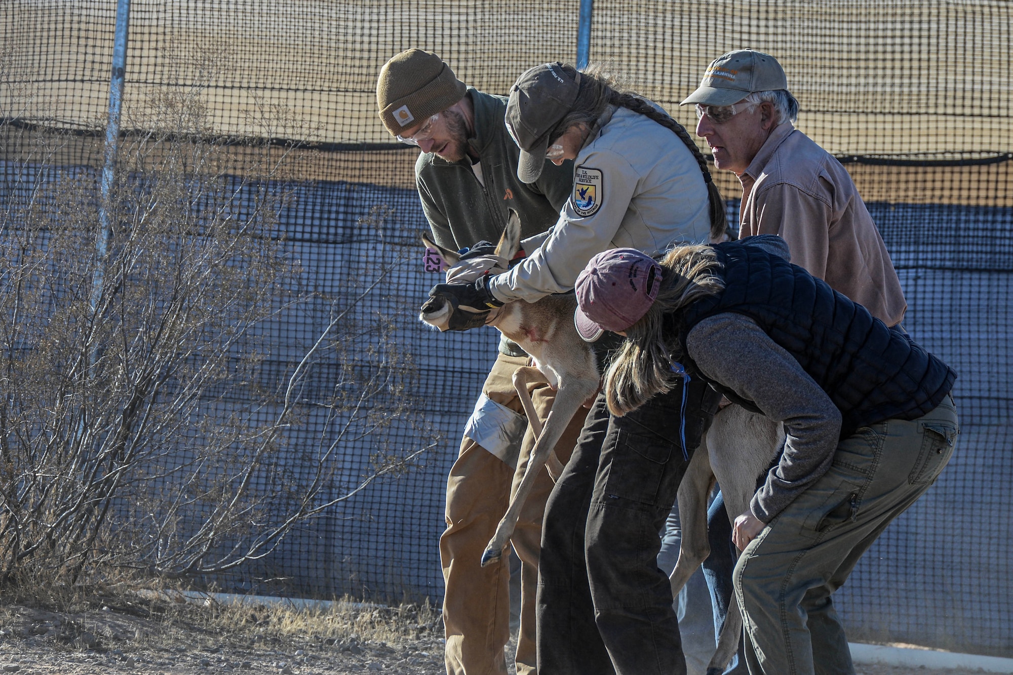 A Sonoran pronghorn is released back into the Cabeza Prieta National Wildlife Refuge captive breeding pen after being processed during the annual capture and release, Dec. 12, 2023.
