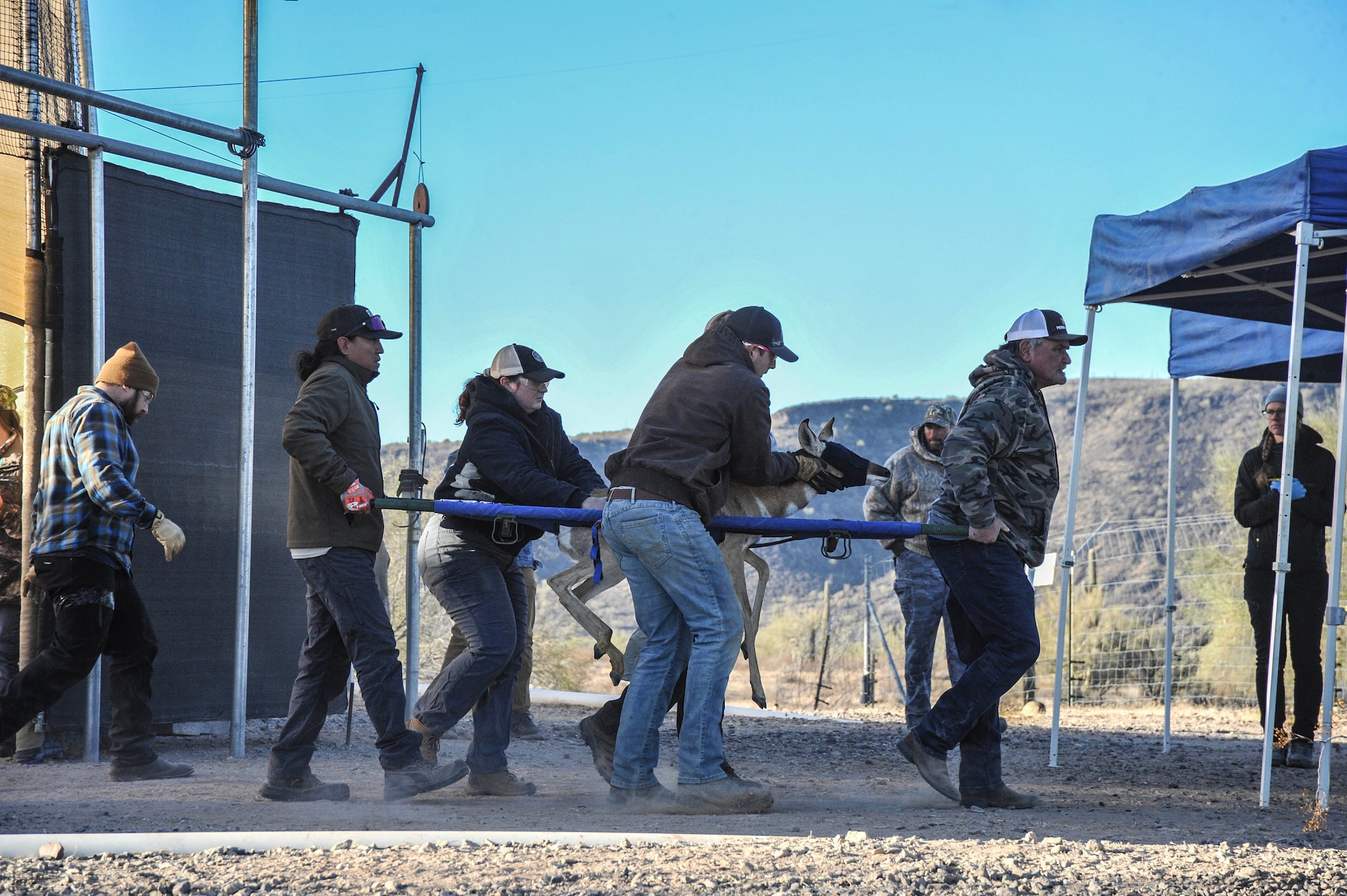 A Sonoran pronghorn is transported from a boma to a processing station during the annual capture and release on the Cabeza Prieta National Wildlife Refuge captive breeding pen, Dec. 12, 2023.