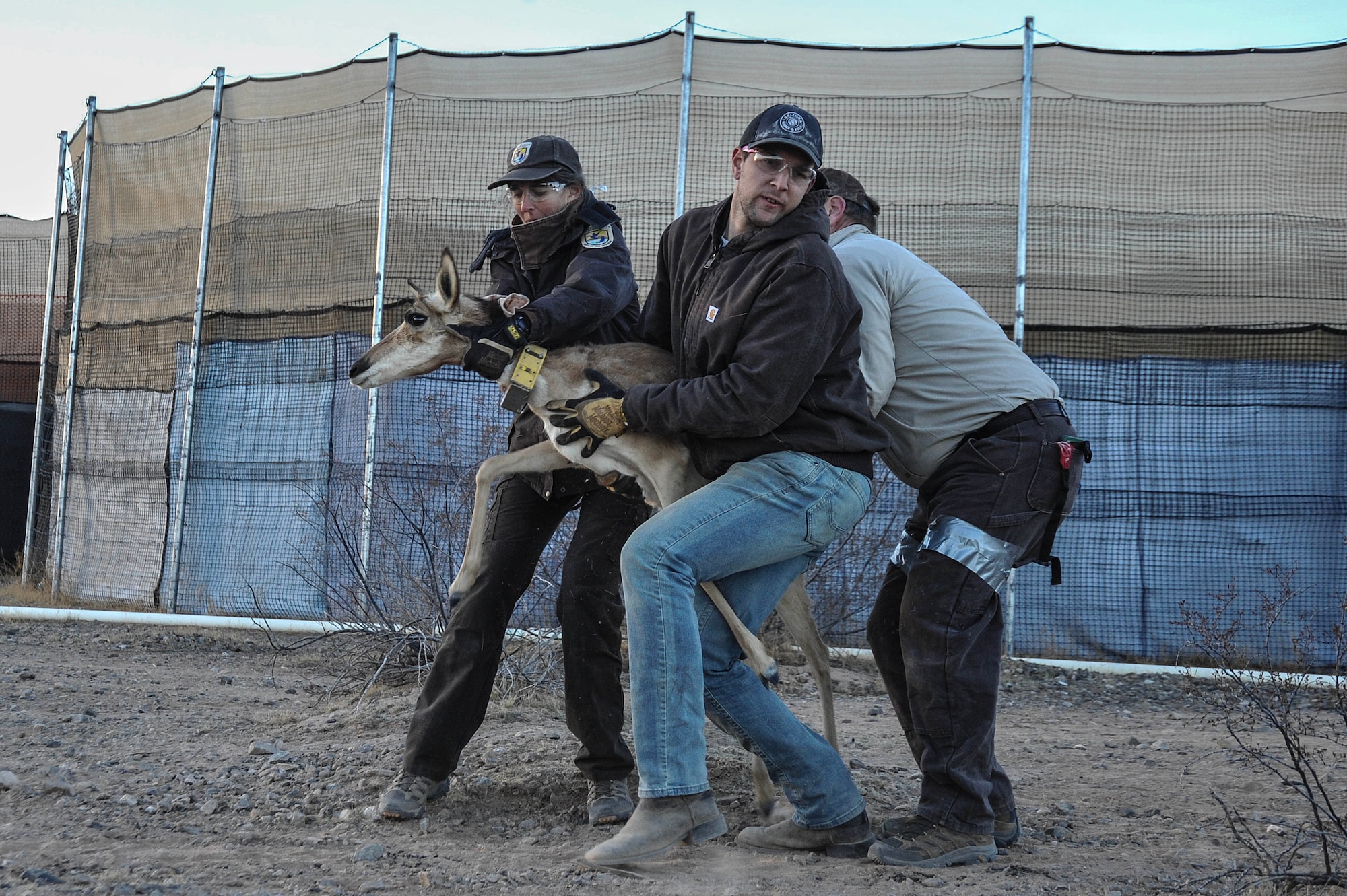 John McMahan, Christa Weise and Paul Sitzmann, Pronghorn Recovery Team members, release a Sonoran pronghorn back into the Cabeza Prieta National Wildlife Refuge captive breeding pen after being processed during the annual capture and release, Dec. 12, 2023.
