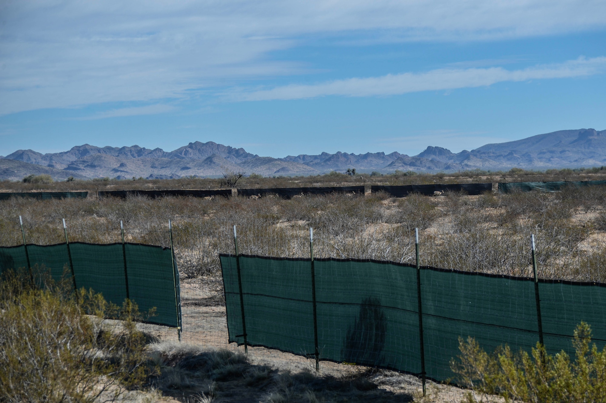 A total of nine Sonoran pronghorn were released into a temporary holding pen on the Barry M. Goldwater Range East during the annual capture and release, Dec 12 – 13, 2023.