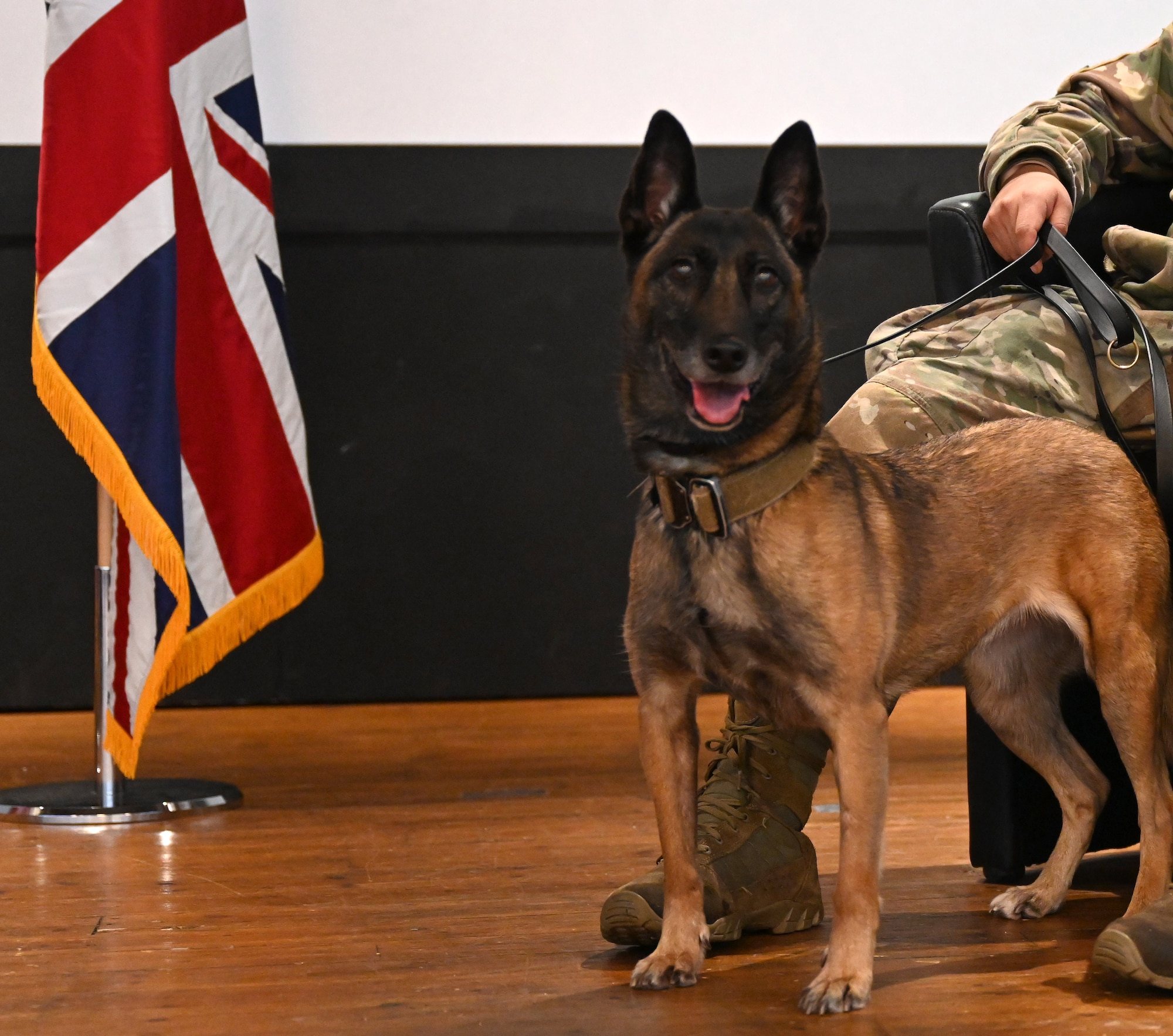 U.S. Air Force Military Working Dog Ukkie, 48th Security Forces Squadron, looks at the audience at the start of her retirement ceremony at Royal Air Force Lakenheath, England, Dec. 13, 2023. Ukkie began her active-duty career in 2017, serving at RAF Mildenhall with the 100th Security Forces Squadron, before being transferred to the RAF Lakenheath kennels in 2020, to share her knowledge and experience with younger MWDs. She has been adopted by her first handler at RAF Mildenhall and will live out her days with her family in Virginia. (U.S. Air Force photo by Karen Abeyasekere)